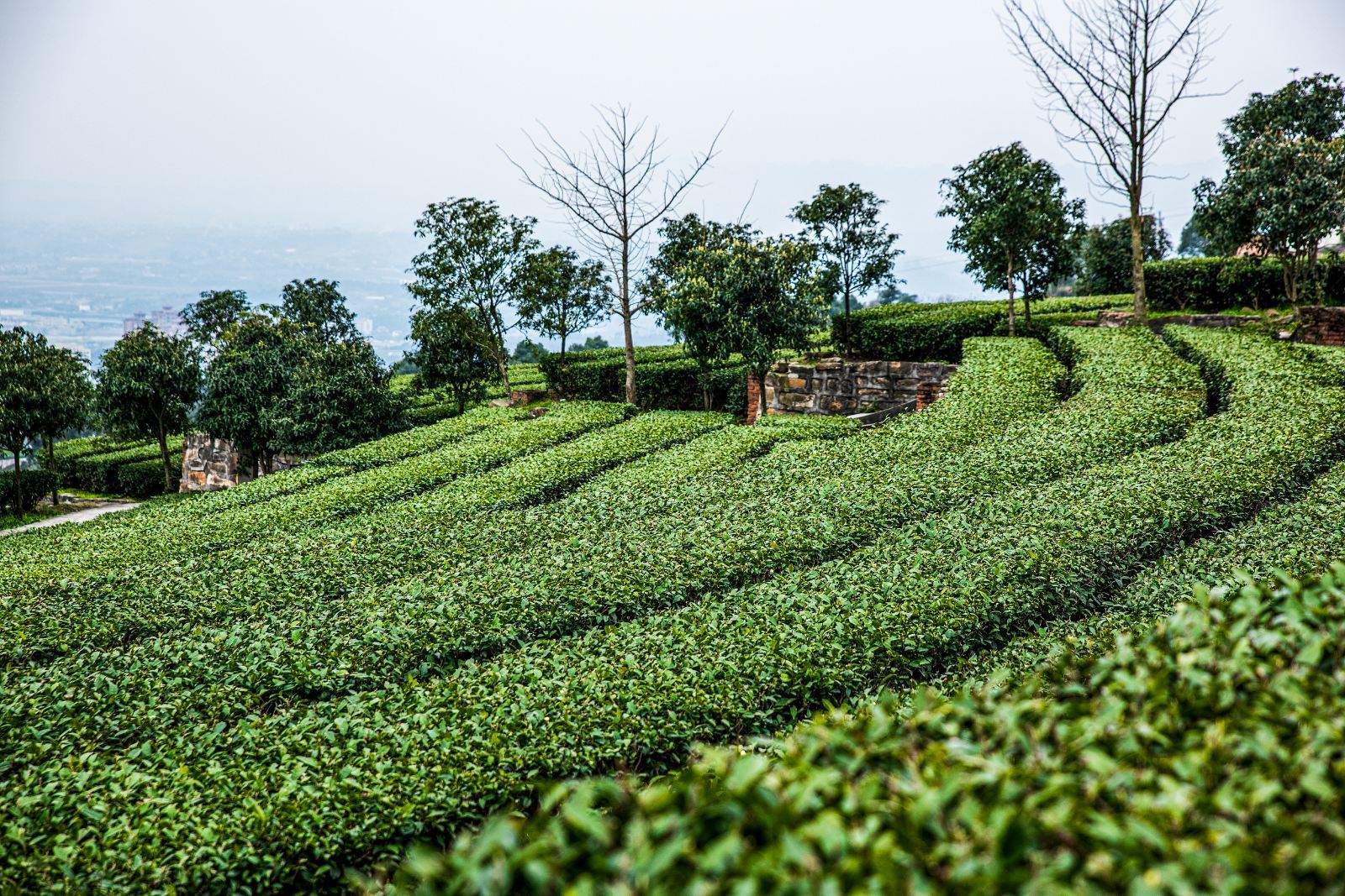 1-Day Chongqing-Yongchuan Tour: Songgai Ancient Town + Goddess Lake + Museum + Tea Mountain and Bamboo Forest