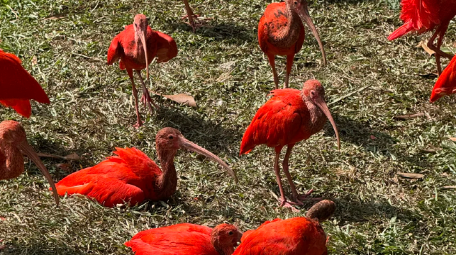 廣州長隆野生動物世界一日遊丨快速出票/親子出行/家庭遊
