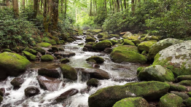 美國亞特蘭大-大煙山國家公園-12h【中文專車-愜意舒適】