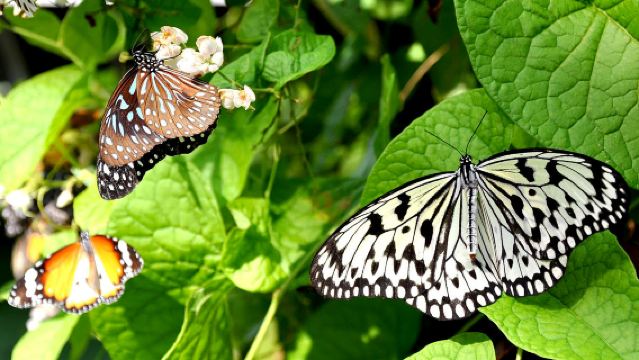 ทัวร์ครึ่งวันที่ฟาร์มผีเสื้อ + ปีนังฮิลล์ (ตั๋วกระเช้าลอยฟ้าแบบเร็ว)