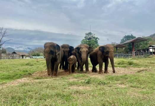 Chokchai Elephant Camp Official (Direct Booking) | Elephant Experience Activities