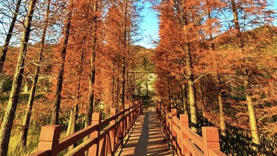 Lawatan Sehari ke Taman Negara Hutan Batu Fosil + Taman Negara Hutan Sungai Liuxi + Sewaan Peribadi