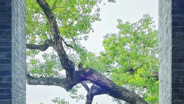 Wenzhou-Wencheng: Pemandu Pelancongan Bahasa Cina/Inggeris/Jepun/Korea/Jerman/Perancis/Rusia | Penterjemah Perniagaan | Penterjemah Pameran | Teman Pemasaran | Penterjemah Tempatan | Perkhidmatan Pelancongan Tempatan