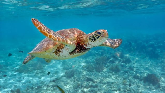 케언스: 그레이트 배리어 리프 풀데이 세일링 체험