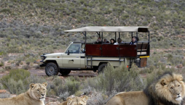 Full-day tour to Aquila private game reserve in South Africa including the big five