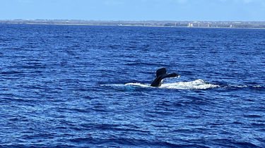 ハワイマウイ島：ホエールウォッチングツアー【至近距離でクジラを観察