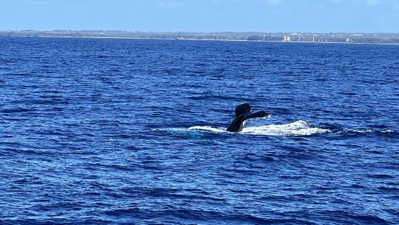 Pulau Maui Hawaii: Tur Menyaksikan Paus [Melihat Paus dari Jarak Dekat]