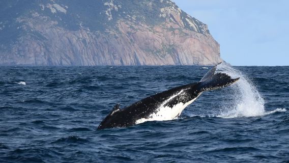Excursion d'observation des baleines à Wilsons Promontory dans l'État de Victoria