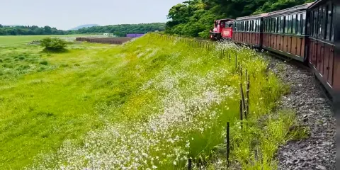 森林小火車 + 水族館 + 史努比 + 濟州東門市場一日遊【親子包車遊】