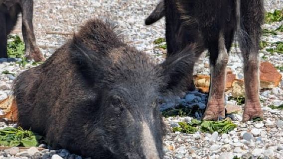 Nydri: Piggy Cruise: Swim With Famous Atokos Swimming Pigs