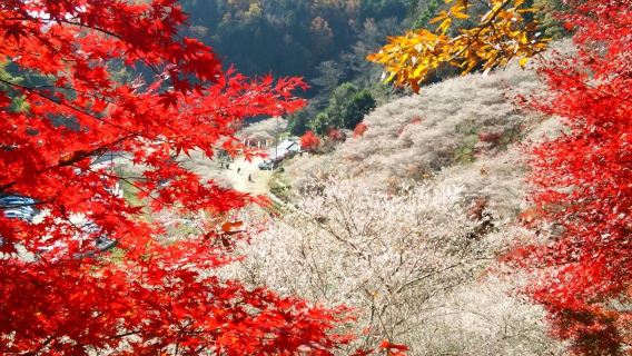 名古屋出發｜小原四季櫻×香嵐溪紅葉｜秋季限定一日遊
