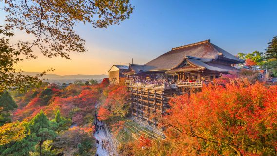 Excursion d'une journée au Parc de Nara, au temple Kiyomizu-dera de Kyoto et au Fushimi Inari-taisha : nourrir les cerfs mignons et découvrir les anciens temples du Japon