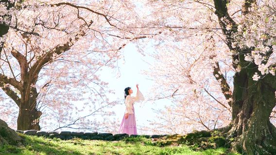 ทัวร์ 1 วัน ดอกซากุระบริเวณเขื่อนเซโอคิริ เกียวโต ปี 2026 [อุจิ + วัดคัตสึโอจิ + น้ำตกมิโนโอะ]