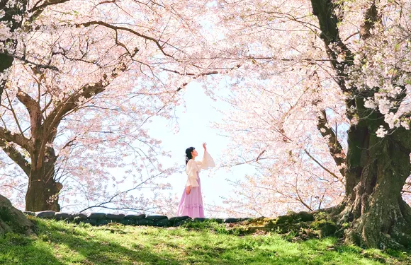 2026年京都国営淀川河川公園 背割堤桜堤賞櫻一日遊【宇治+勝尾寺+箕面大瀑布】