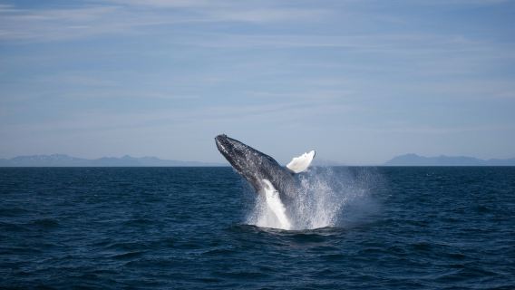 Whale Watching: Elding's Wildlife Exhibition Entry + Tour from Reykjavik