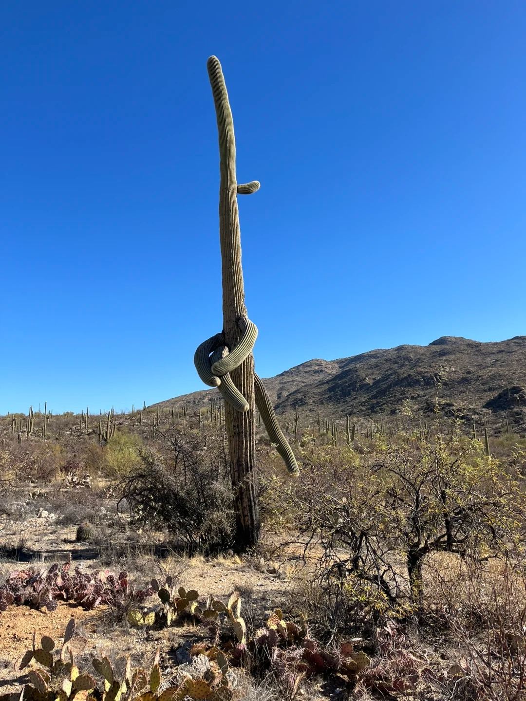 美國鳳凰城來回仙人掌國家公園-巨人柱公園/包車【精選老司機】