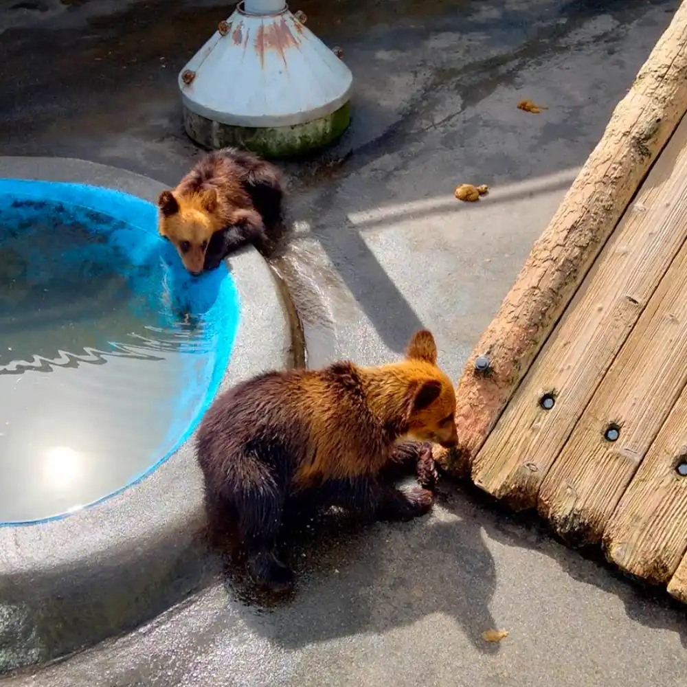 北海道登別絶景ワンデーツアー】洞爺湖＋湖畔ファーム＋登別地獄谷