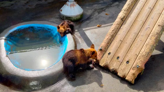 Hokkaido Natural Beauty 1-day Tour: Lake Tōya + Showa-shinzan + Noboribetsu Bear Park