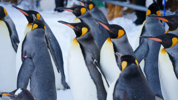 Hokkaido Blue Pond + Asahiyama Zoo + Shirahige Falls one-day tour[Group of 1 person]