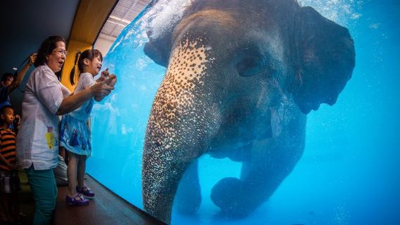 Lawatan Zoo Khao Kheow (Termasuk Jemputan Bangkok/Pattaya Percuma)