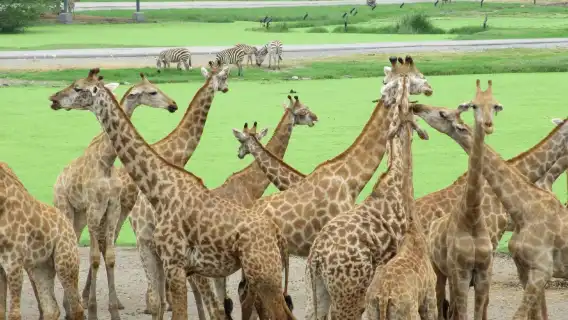 曼谷野生動物世界一日遊丨專車入園丨含野生動物園及海洋世界門票