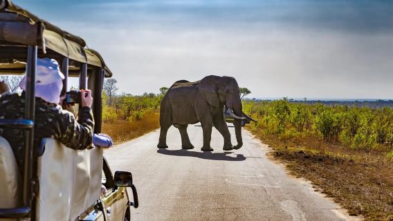 From Johannesburg: Pilanesberg Wildlife Safari