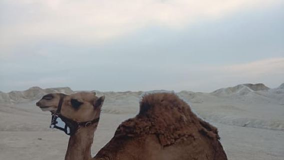 Pacchetto Natura Bintan Ultimate: Lago Blu/Mangrovie/Luciondole