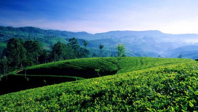 Hikkaduwa/Galle/Weligama/Mirissa: Day Trip to Ella Highlands