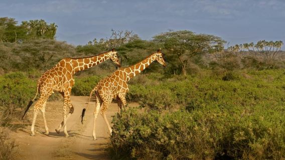 From Kilimanjaro to Mombasa: 14-Day Safari and Beaches Tour