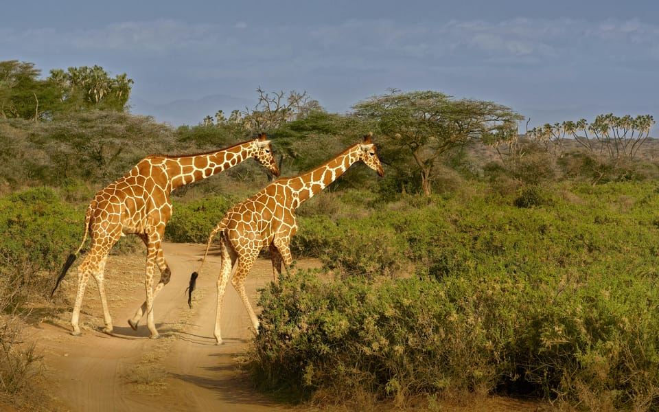 From Kilimanjaro to Mombasa: 14-Day Safari and Beaches Tour