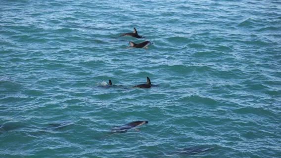 Christchurch round-trip Kaikoura whale watching private charter day tour
