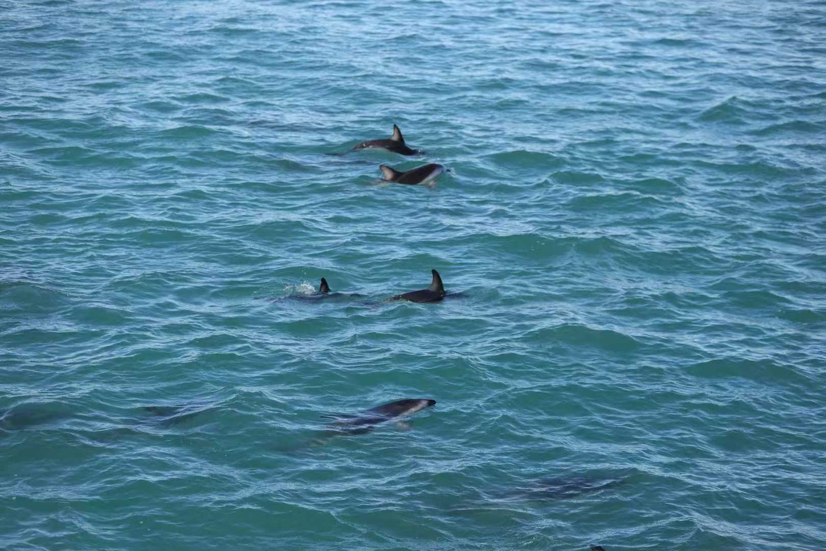 Christchurch round-trip Kaikoura whale watching private charter day tour