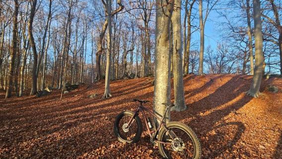 Stockholm: Fatbike-Waldabenteuer mit Mittagessen und Sauna