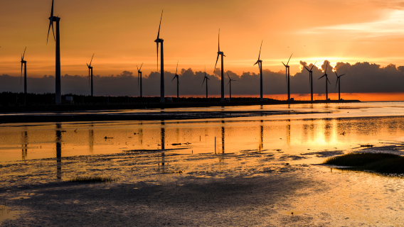 Gaomei Wetlands & Zhongshe Flower Market Tour with Free Bubble Tea