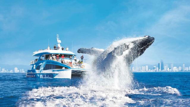 Sea World Gold Coast Whale Watching Cruise