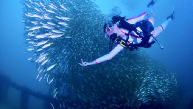 泰國皮皮島PKT中華潛水+瑪雅灣+小皮皮島持證潛水水肺潛水4小時【船潛2潛+老牌潛店｜PADI五星IDC發展中心】