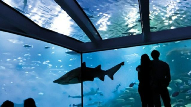 Palma Aquarium: Entry Ticket + Transfer from Calvià Area