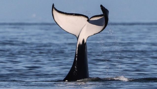 Victoria Half-Day Whale Watching Adventure with Free Photos