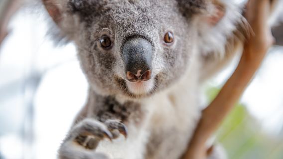 WILD LIFE Sydney Zoo experience [includes admission ticket & keeper guide]