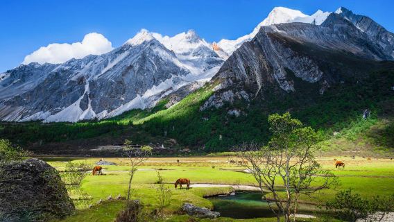 Shangri-La + Wudi Lake + Daocheng Yading 1-day tour [optional business vehicle/bus]