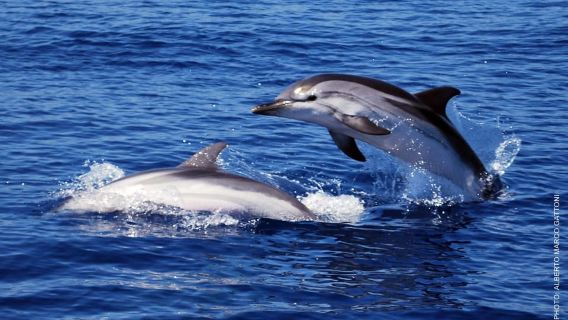 Sanremo: Sailing in the Pelagos Sanctuary in the wake of the whales