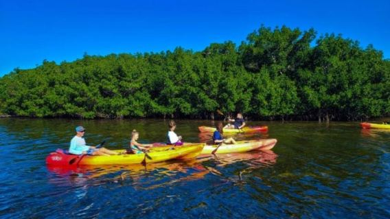 Siesta Key: Mangrove Kayak or Paddleboard Tour