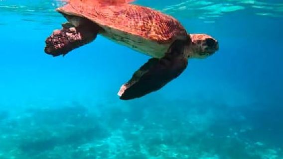 Malta: Coral Lagoon & Cave - by Kayak
