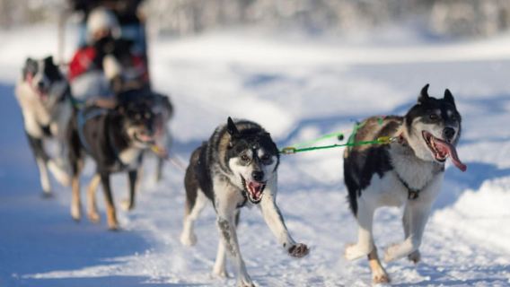 Kemi-Tornio: Husky Sled Ride with Hot Drink