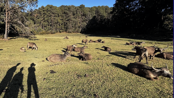 Ooty: Tribal Nature Walk with Toda Tribe & Naturalist