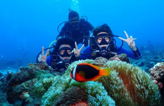 屏東琉球嶼體驗潛水水肺潛水2小時【小琉球一對一免證照體驗潛水｜熊潛水 Bear Diving】