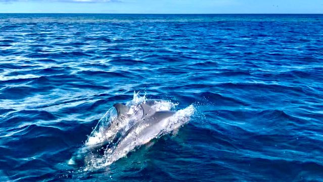 斐濟海豚灣一日遊 中文導遊+手線釣魚++珊瑚礁浮潛+餵魚