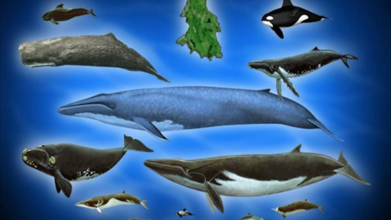 Excursión de avistamiento de ballenas en Kaikoura, Isla Sur, Nueva Zelanda - Excursión profesional de avistamiento de ballenas - Salida para ver cachalotes gigantes - Salida para ver ballenas migrando entre los hemisferios norte y sur / Diversos animales salvajes