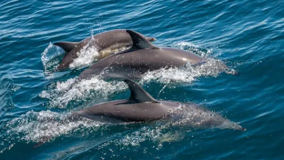 Dolphin watching and tour of 2 islands in Ria Formosa
