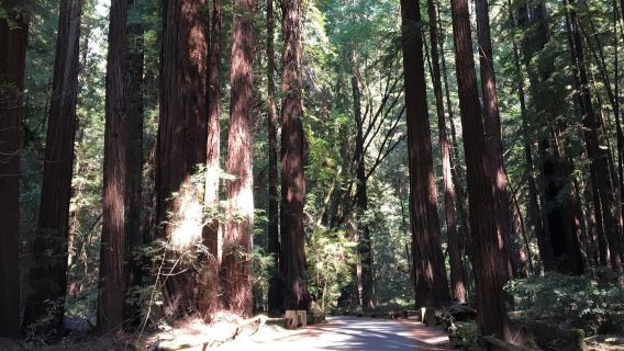 From San Francisco: Half-Day Muir Woods Tour